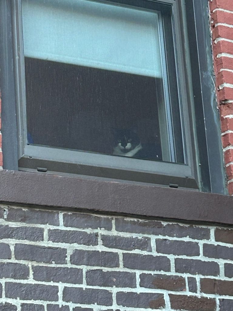 cat looking out of a window with the shade half drawn in the brick building
