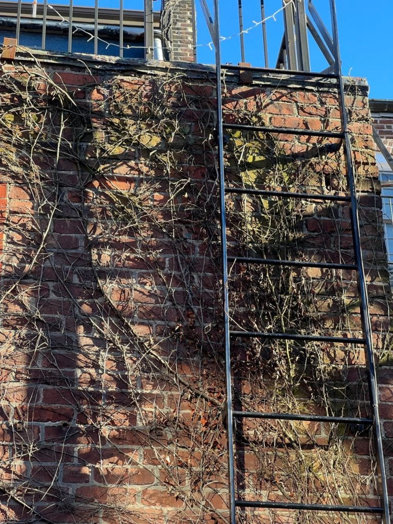 brick wall with vines and a metal ladder